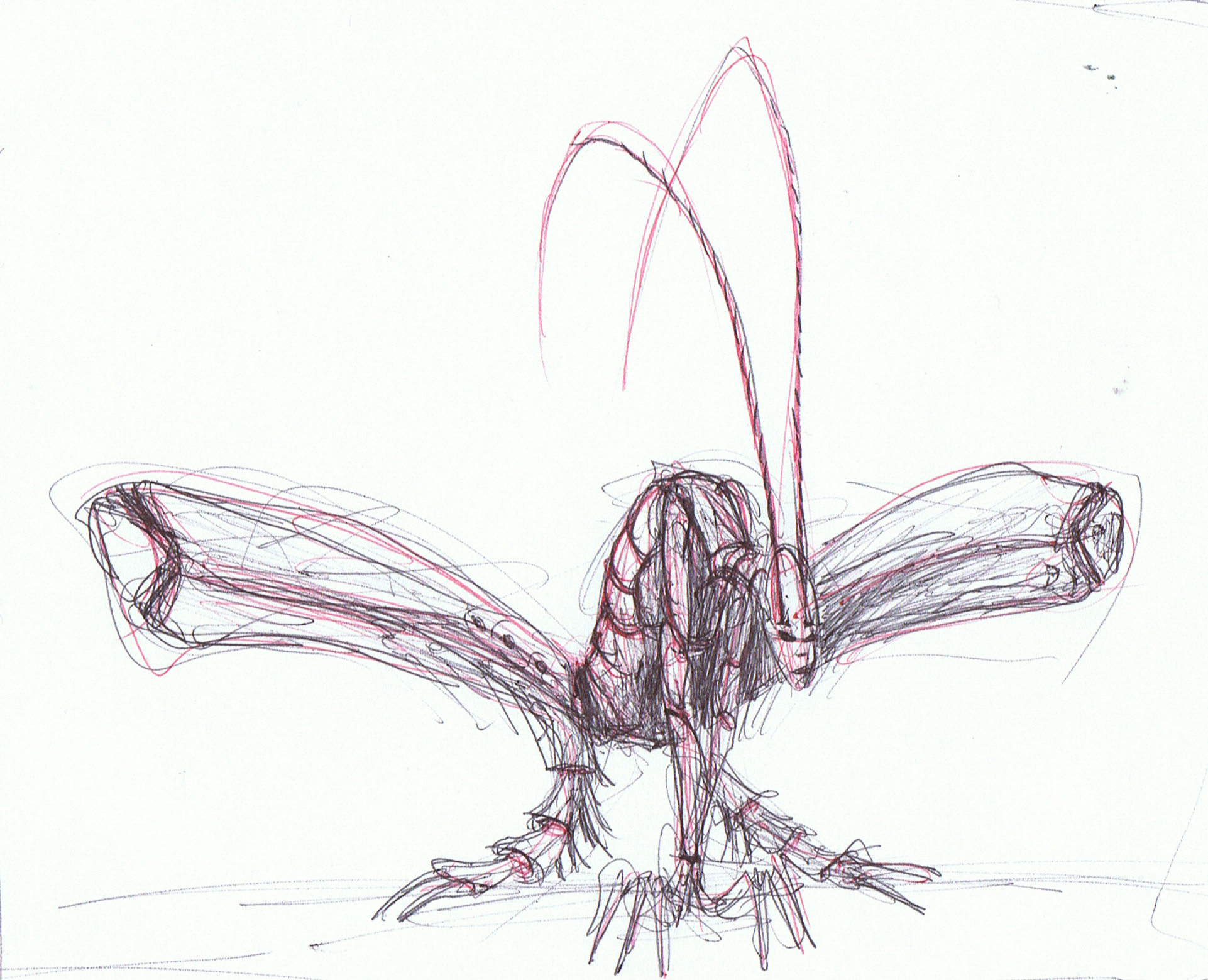 Grasshoper Girl